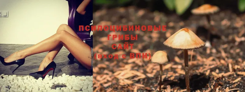 где продают   Горячий Ключ  Галлюциногенные грибы Magic Shrooms 